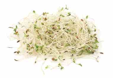 Germinado de Alfalfa