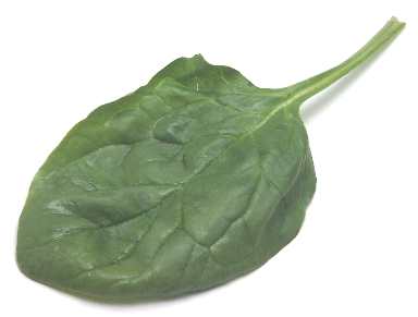 Espinaca