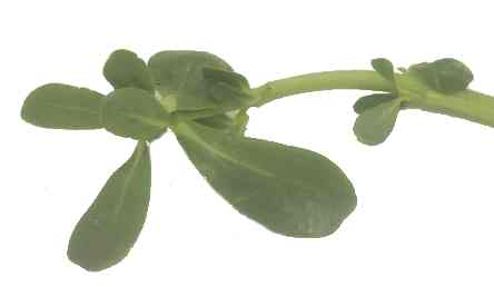 Verdolaga