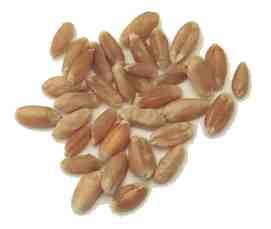 Porcion  50grs
Caloria 108 
Carbohidratos 32.2 grs 
Proteina 7.8 grs 
Grasas 2.1 grs
Fibra 21.5 grs